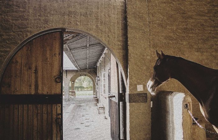 horse in a stable